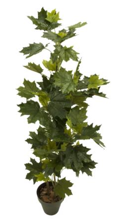 MAPLE CANADA VERDEx3Tx114HJx150cm.C/M22