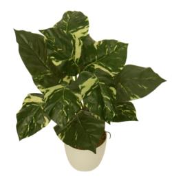 M/BL Pothos variegata - Ø14x60cm