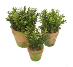M/MV Buxus verde maceta musgo - Ø7x15cm
