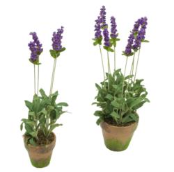 M/MF Lavanda lila maceta musgo - Ø9x44cm