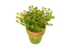 M/M Ø9 NERTERA C/FRUTOS NARANJAx13cm.