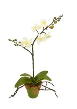 M/MF Orquidea mini crema maceta musgo - Ø9x46cm