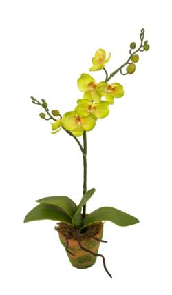 M/MF Orquidea mini verde maceta musgo - Ø9x46cm