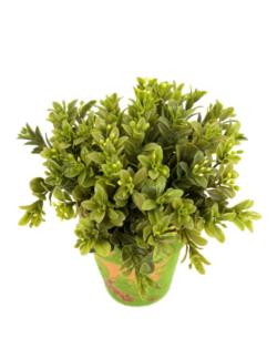 M/MV Boj en flor maceta musgo - Ø9x15cm