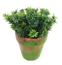 M/MV Te verde maceta musgo - Ø9x15cm