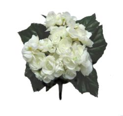 Begonia crema - 25cm