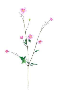 Nierembergia Capri rosa - 95cm