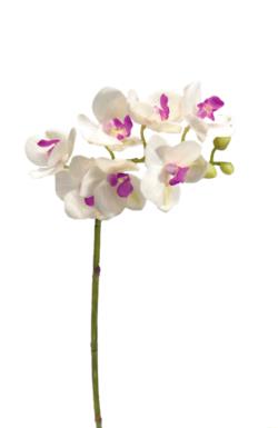 Orquídea crema mini goma - Ø6x48cm