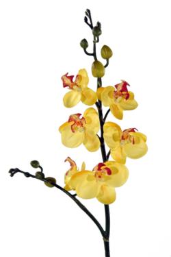 Orquidea mini amarilla - Ø7x56cm