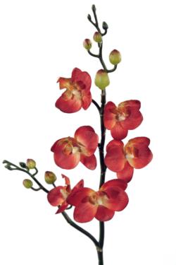 Orquidea mini naranja - Ø7x56cm