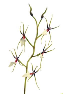 Orquídea spider crema/verde - 70cm