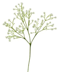 Paniculata blanca - 53cm