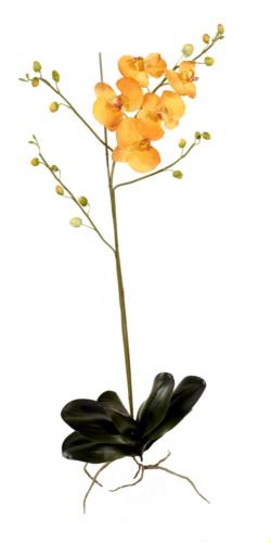 Phalenopsis goma+raíz naranja - Ø10x100cm