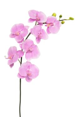 Phalenopsis XL lavanda - Ø16x130cm