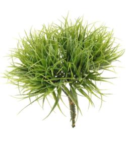 Pick de hierba verde corta (6picks) - 16cm
