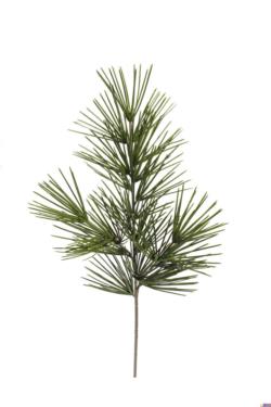 Rama de Cipres Japones - 65cm