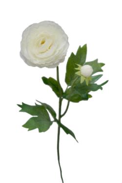 Ranunculo mimi crema - 55cm