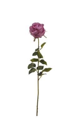 Rosa Holand lila - Ø10x70cm