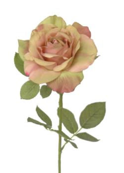 Rosa Roma rosa - Ø14x73cm