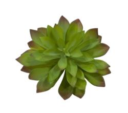 SUCULENTA VERDE Ø22x20cm.